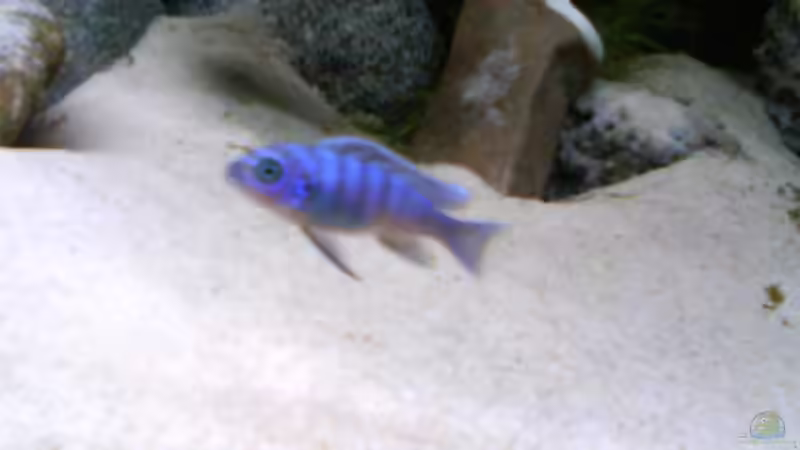 baby in voller pracht von LaEy (68)