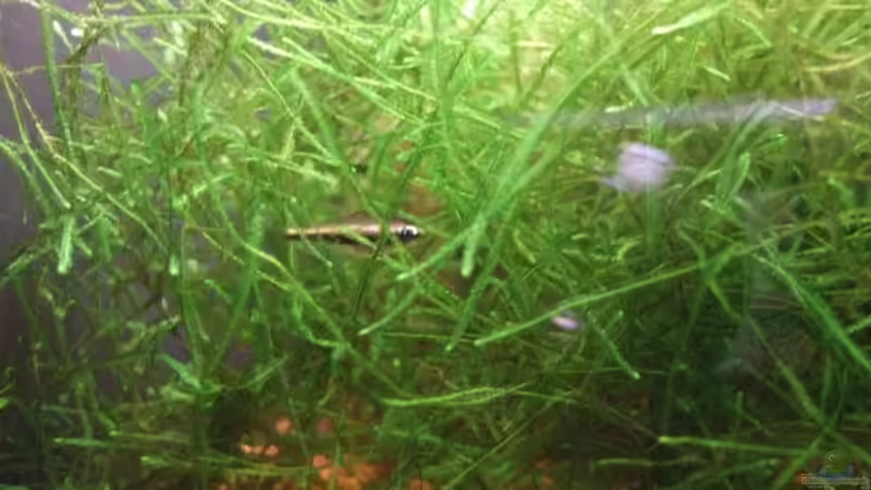 Baby Kaisersalmler von Sebastian Winkel (14)