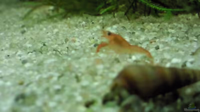 Baby Krebs von Occellaris (22)