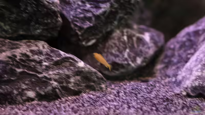 Baby Ps.saulosi von Sergio10 (25)