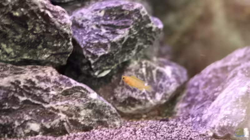 Baby Ps.saulosi von Sergio10 (26)