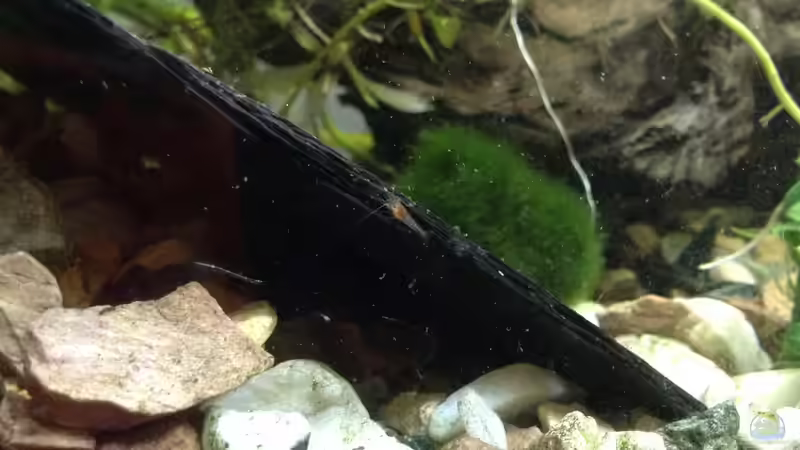 Baby red fire (4) von Ceylon (25)