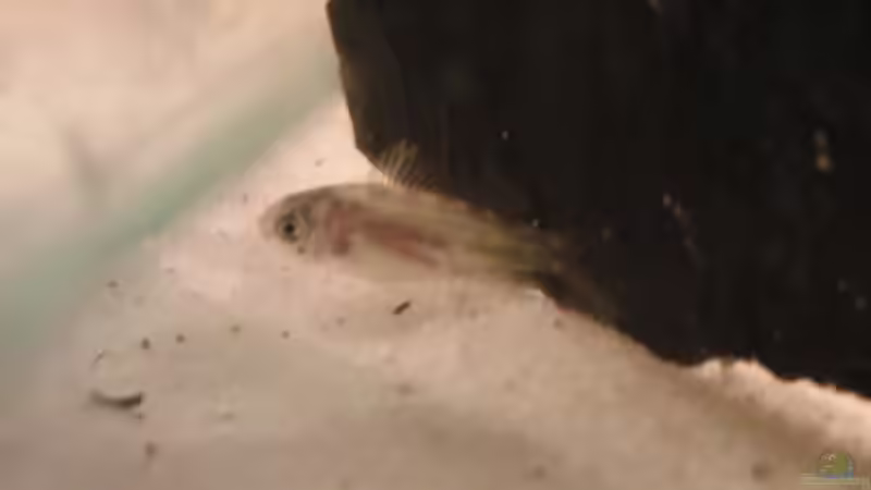 baby Sbb nr.1 ca 1cm groß von Make (29)