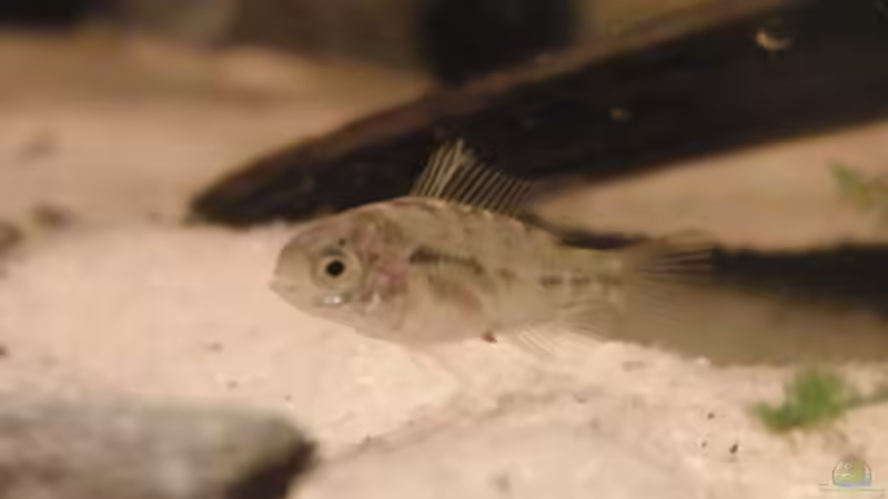 Baby Sbb Nr.2 ca 1cm groß von Make (31)