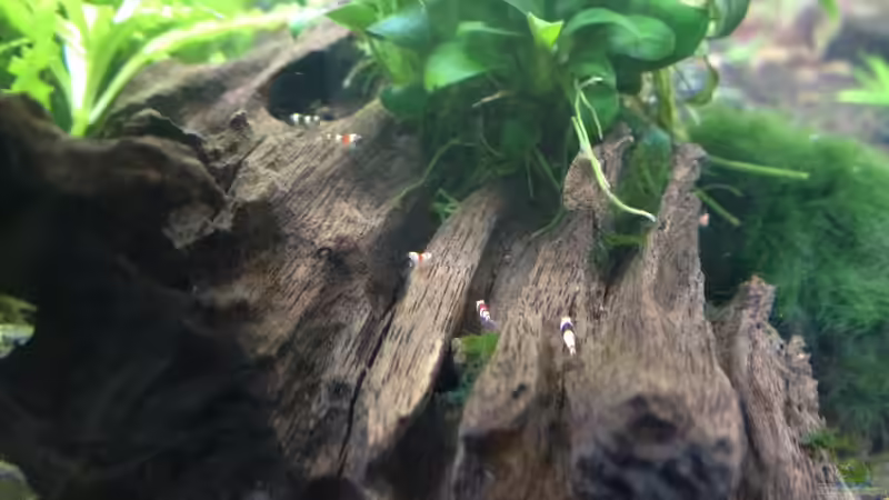 Baby Shrimps von Thainrinn (7)