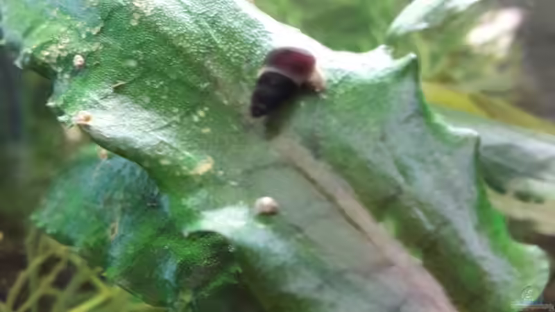 Baby Tylo auf C. wendtii von Michael Dreher (12)