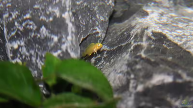 Baby von JörgsMalawis (63)