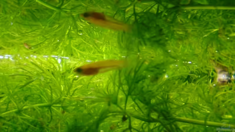 Baby von Joschka Bienhüls (13)