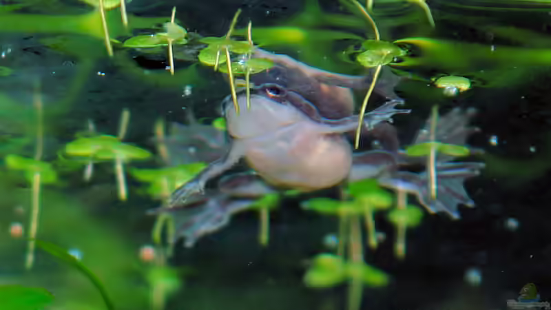Baby ZKF. Gerade erst keine Kaulquappe mehr. von WSS (27)