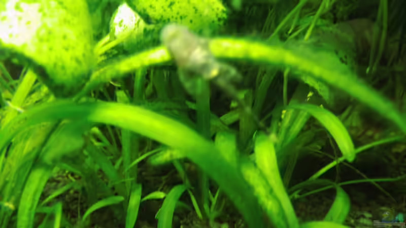 Babyancistrus an der Scheibe von aqua david (9)