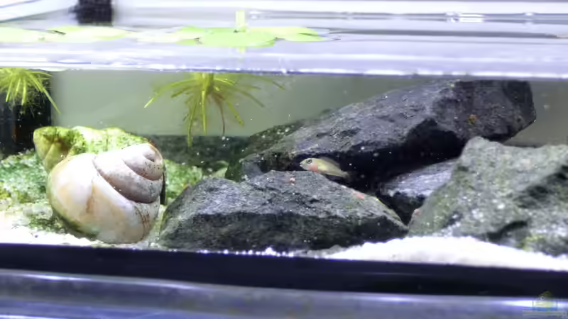 Babybecken mit dem ´großen´ von The BugZ (19)