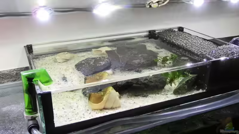 Babybecken von The BugZ (20)