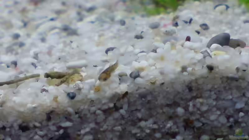 Babyfisch, entdeckt am 04.09.2008 von bjoern (8)