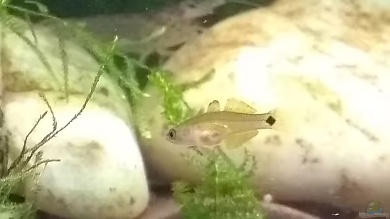 Babygrundel von Stephy (31)