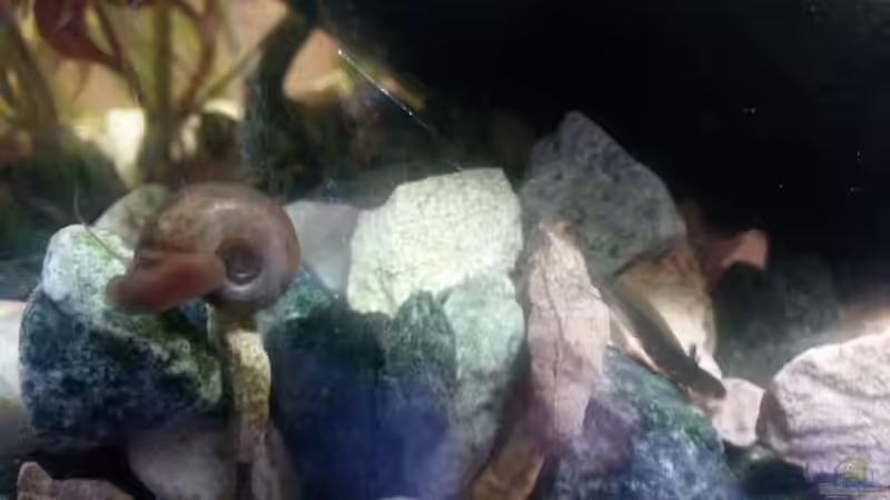 babymolch von Ceylon (18)