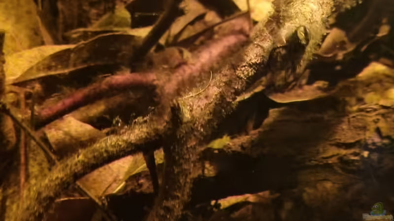 Babypanda von Rainooo (44)