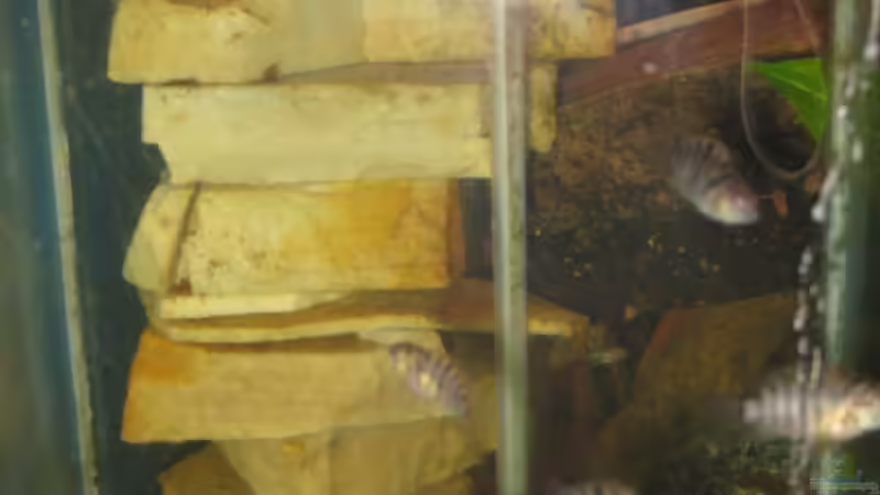 Babys :D von Markus Hoffman (16)