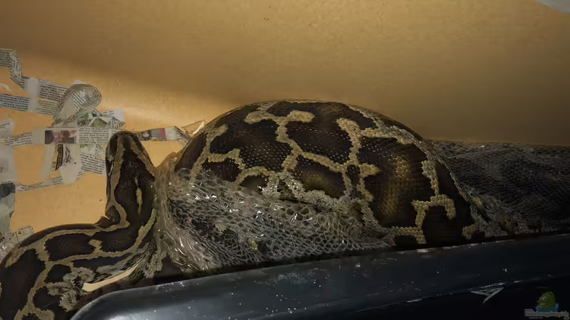 Terrarium einrichten (Einrichtungsbeispiele für Terrarien)