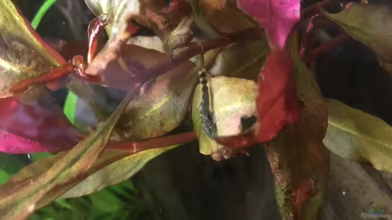 Babywels von Ceylon (40)