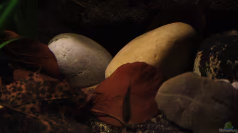 Bach Impressionen von Florian Bandhauer (37)