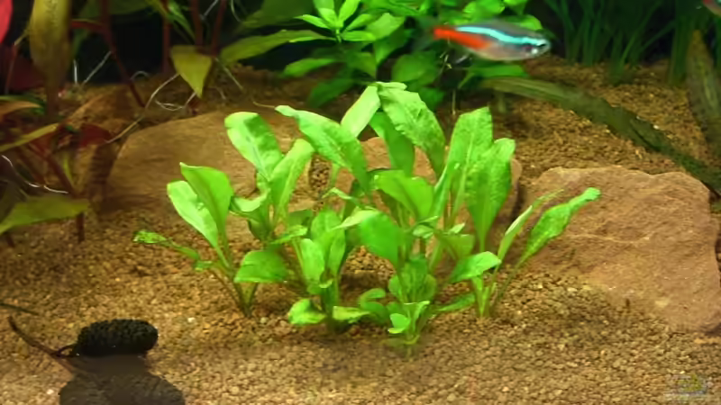 Samolus valerandi im Aquarium (Einrichtungsbeispiele mit Salzbunge)