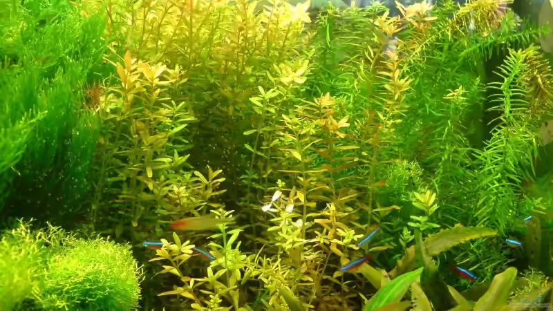 Bachburgel,Rotundifolia von Katzenmutti (9)