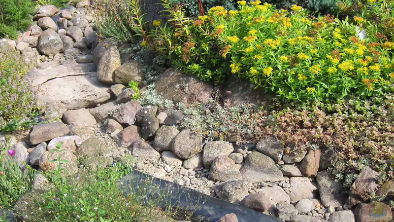 Bachlauf - mittlerer Abschnitt von Lily (10)