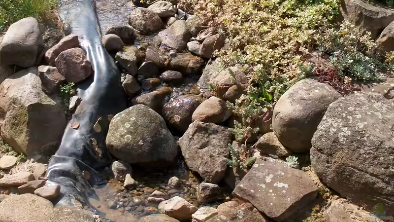 Bachlauf mittlerer Abschnitt mit Treppe - die Steine wurden entfernt um zu sehen wo das Wasser über das Ufer tritt von Lily (9)
