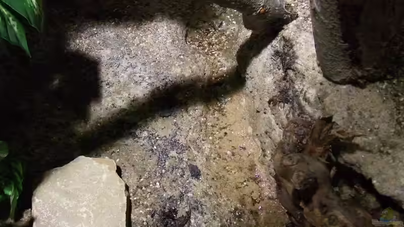 Bachlauf von Betta Chris (43)