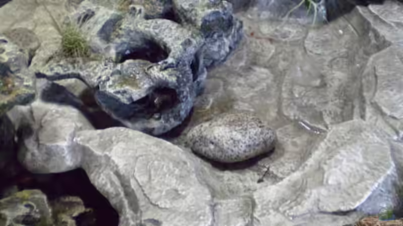 Bachlauf von Kulleraugen-Fan (15)