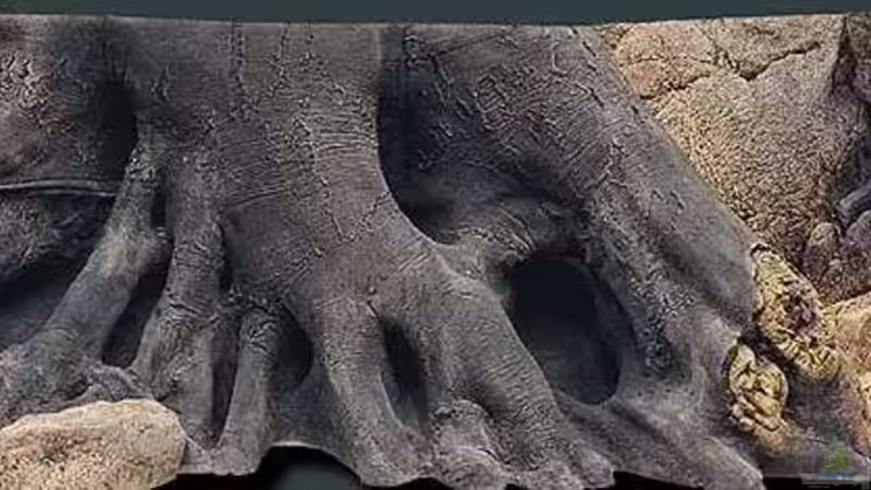 Back to Nature Amazonas Rückwand (Bild: Back To Nature) von H.T. (18)