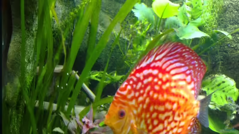 Back to Nature Modul an der Seitenscheibe! von Matze 87 (8)