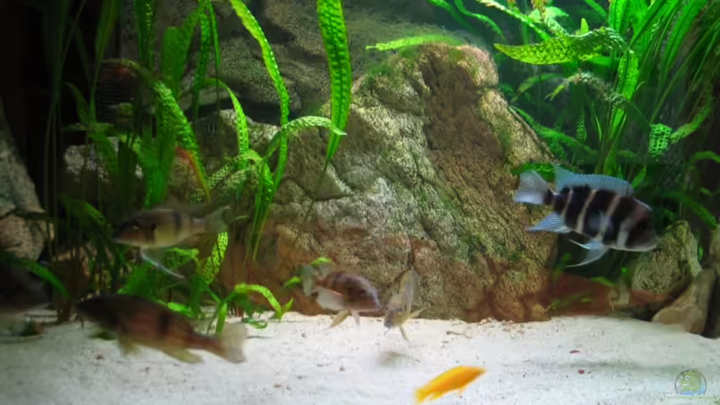 Back to Nature Modul freistehend von Michaela Krause (12)