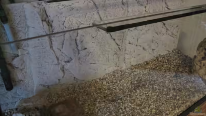 Back tu Nature Rückwand während der Einrichtungsphase von Markus 03 (2)