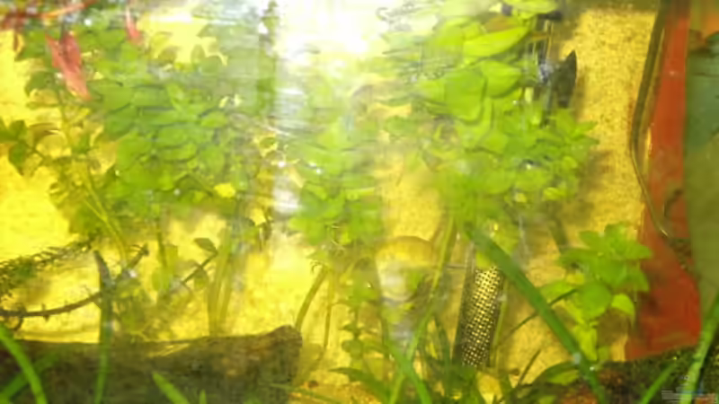 Bacopa 22.09.08 von Jörg Kaminski (2)