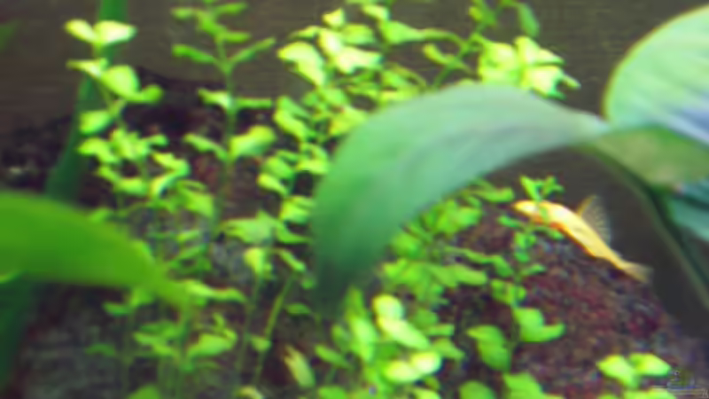 Bacopa amplexicaulis (B) (Großes Fettblatt)  von Südamerikafreak BK (2)