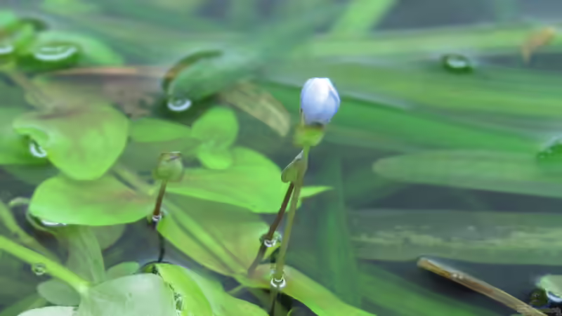 Bacopa ausralis-Blüten kurz vor dem ??ffnen von Tigerlotus (28)