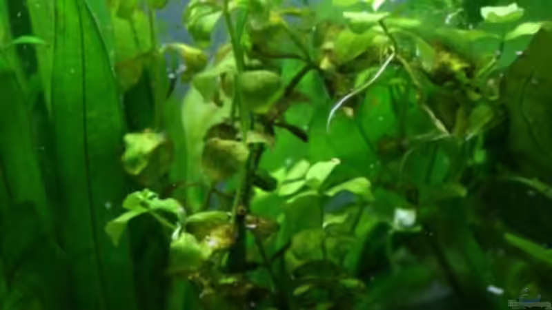 Bacopa australis - Südliches Fettblatt von Sabrina (6)