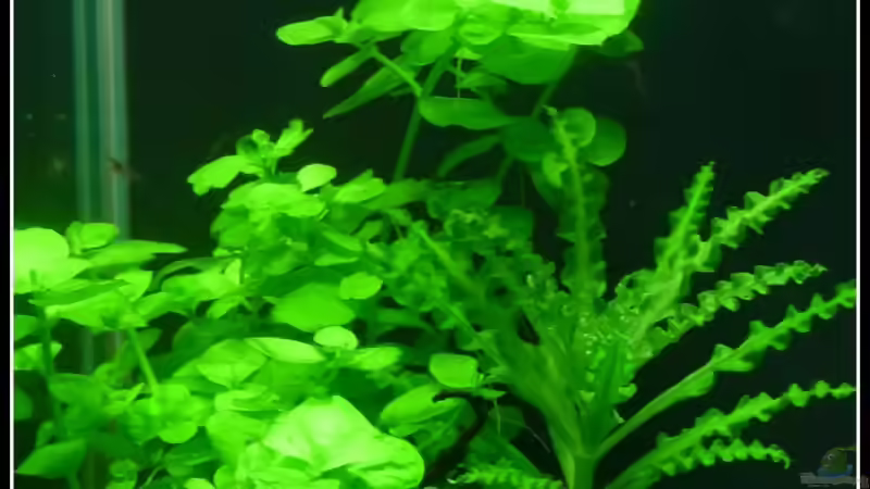 Bacopa australis und Pogostemon helferi von *Dominique* (10)