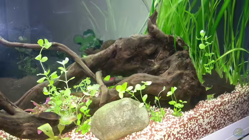 Bacopa australis von Katharina Müller (7)