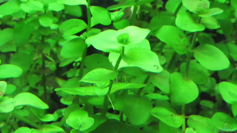 Bacopa australis von Tigerlotus (27)
