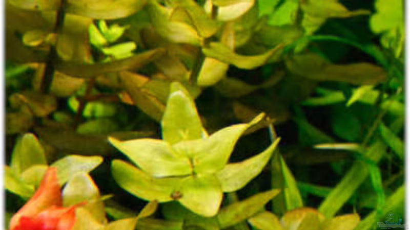 Bacopa carolina von Ralf64 (37)