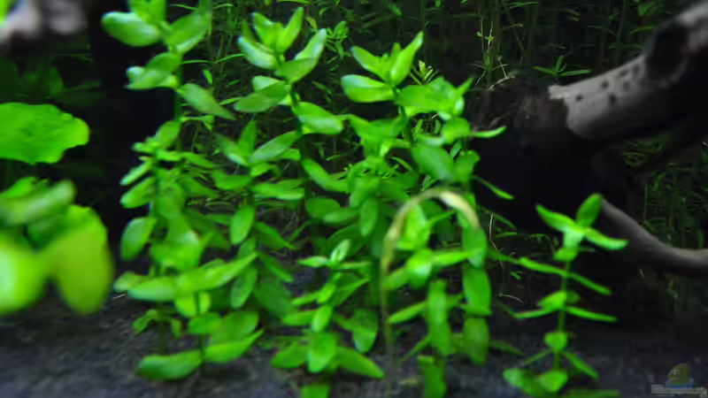 Bacopa caroliniana im Aquarium (Einrichtungsbeispiele mit Großes Fettblatt)