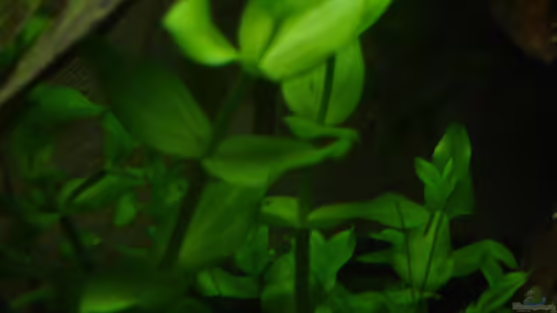 Bacopa Caroliniana/Amplexicaulis von Alfur (11)