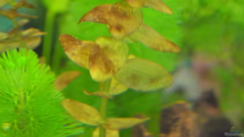 Bacopa caroliniana (Großes Fettblatt) von Lilobär (10)