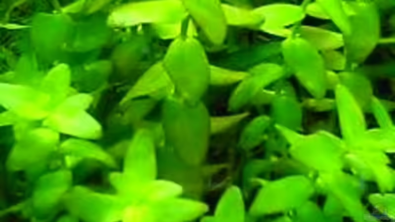 Bacopa caroliniana von Bruno Berchtold (9)