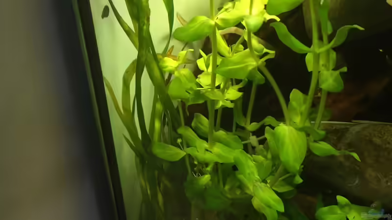 Bacopa caroliniana von Embasch (10)