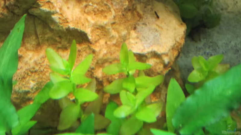 Bacopa Caroliniana von Fischfrau (3)