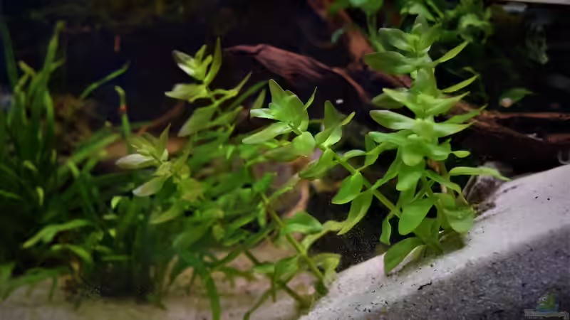 Bacopa caroliniana von Junglist (32)