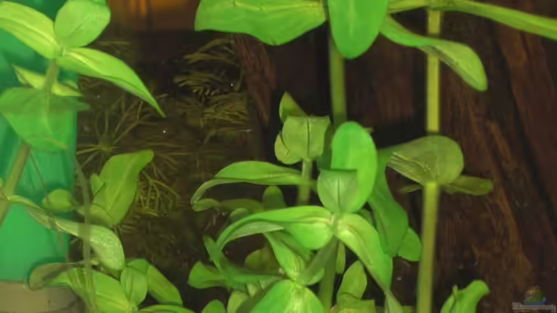 Bacopa Caroliniana von Malawi TOM (3)